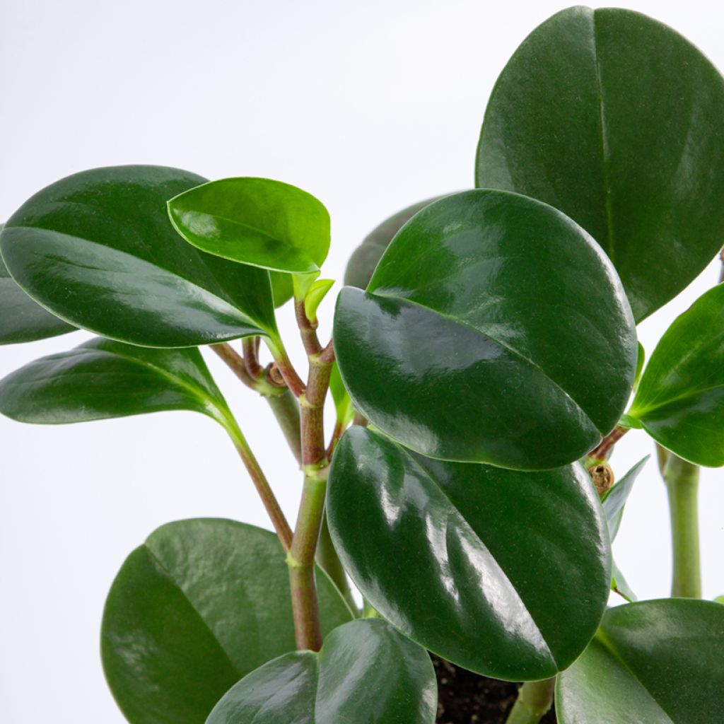 Peperomia obtusifolia Green - Krokodillentranen