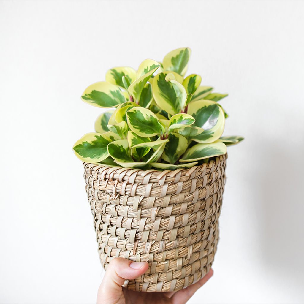 Peperomia obtusifolia USA - Krokodillentranen