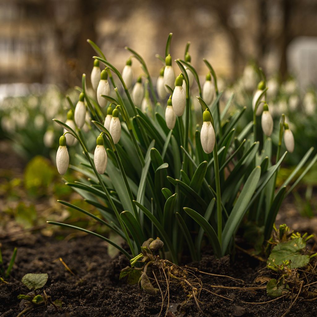 Galanthus nivalis - Sneeuwklokje