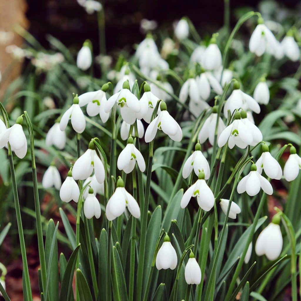 Galanthus nivalis - Sneeuwklokje