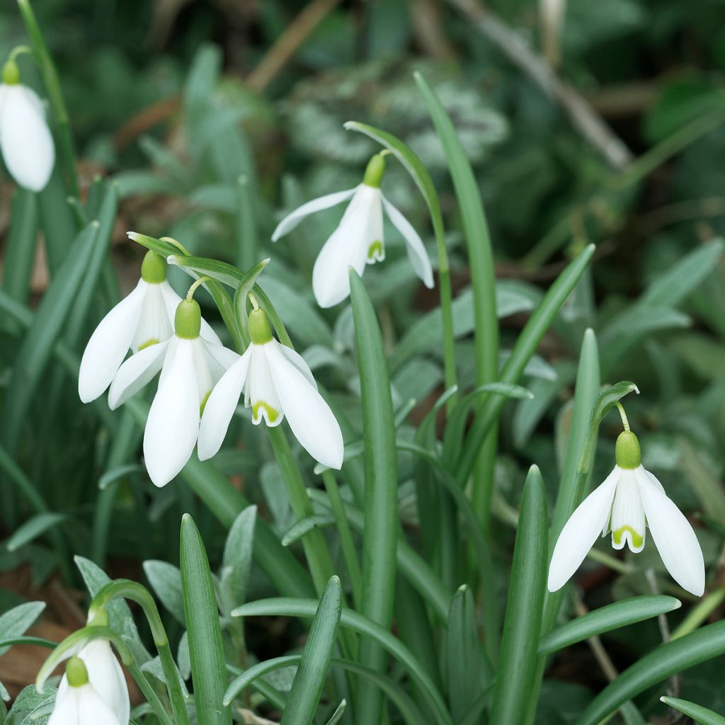 Galanthus nivalis - Sneeuwklokje