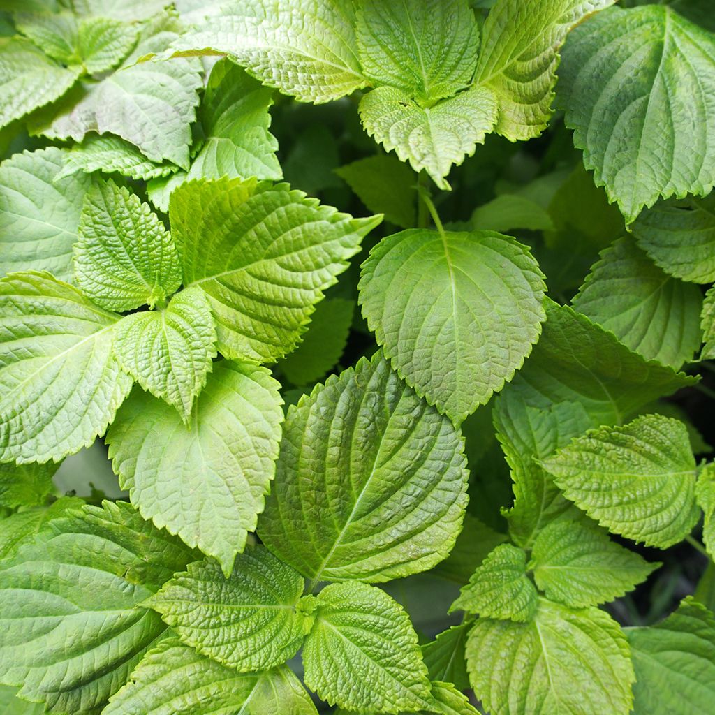 Shiso - Perilla frutescens (Tia To)