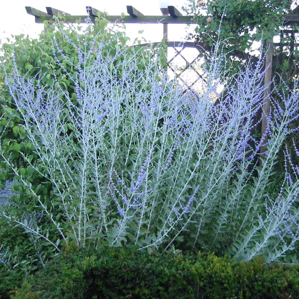 Perovskia atriplicifolia Blue Haze - Siersalie