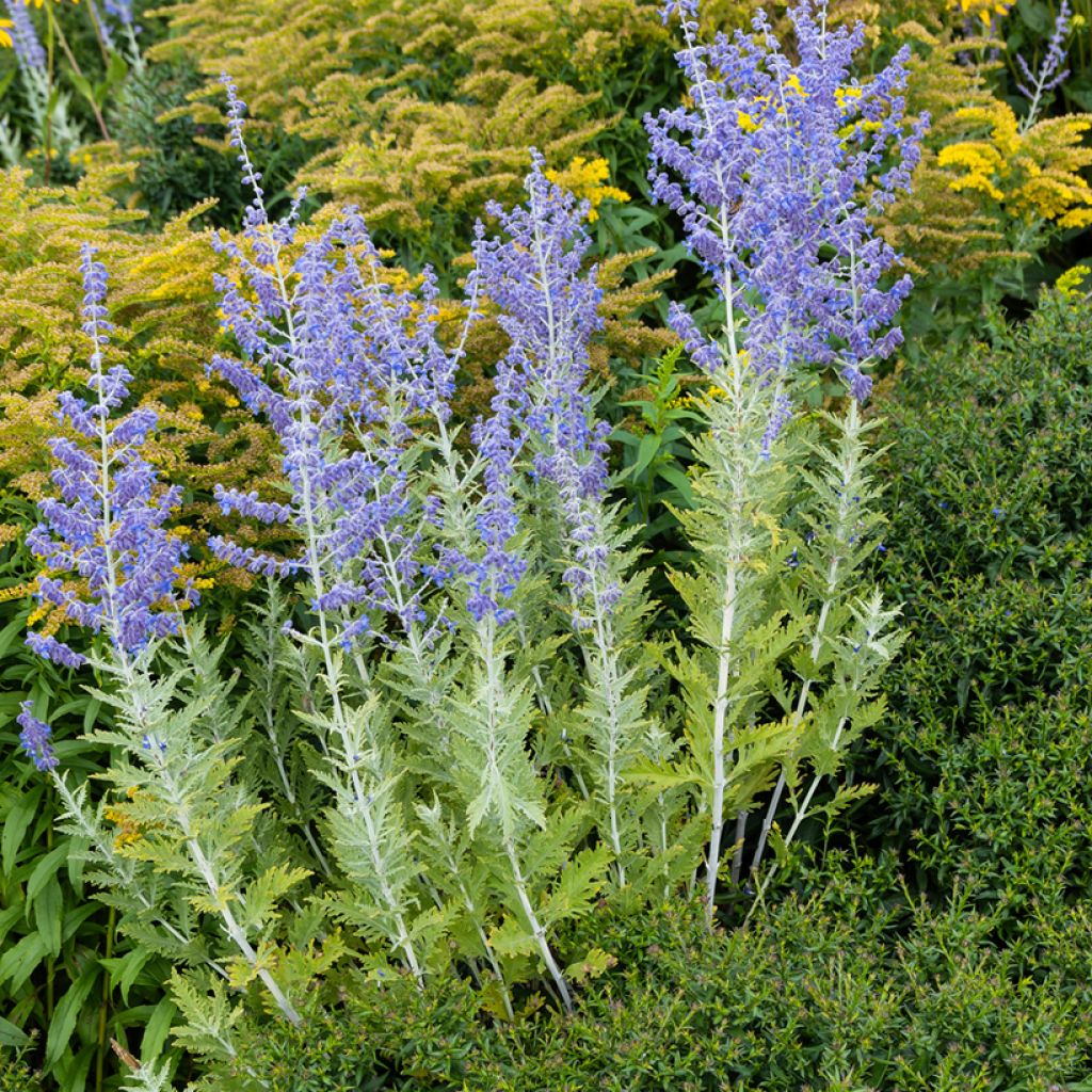 Perovskia atriplicifolia Blue Spire - Russische salie