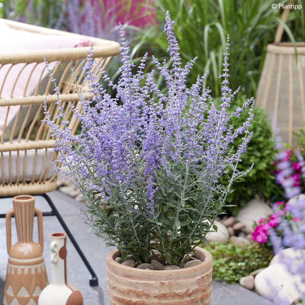 Perovskia atriplicifolia Prime time - Russische salie