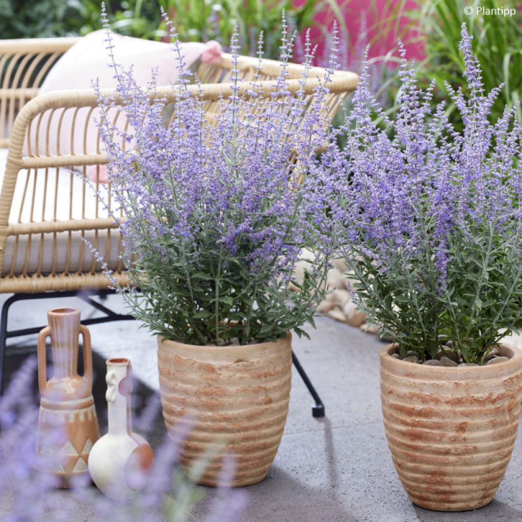 Perovskia atriplicifolia Prime time - Russische salie