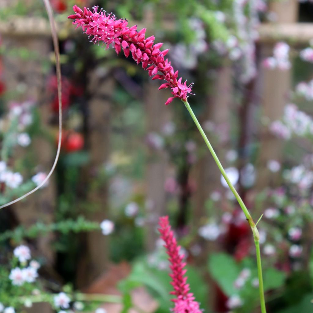 Persicaria amplexicaulis Speciosa - Duizendknoop
