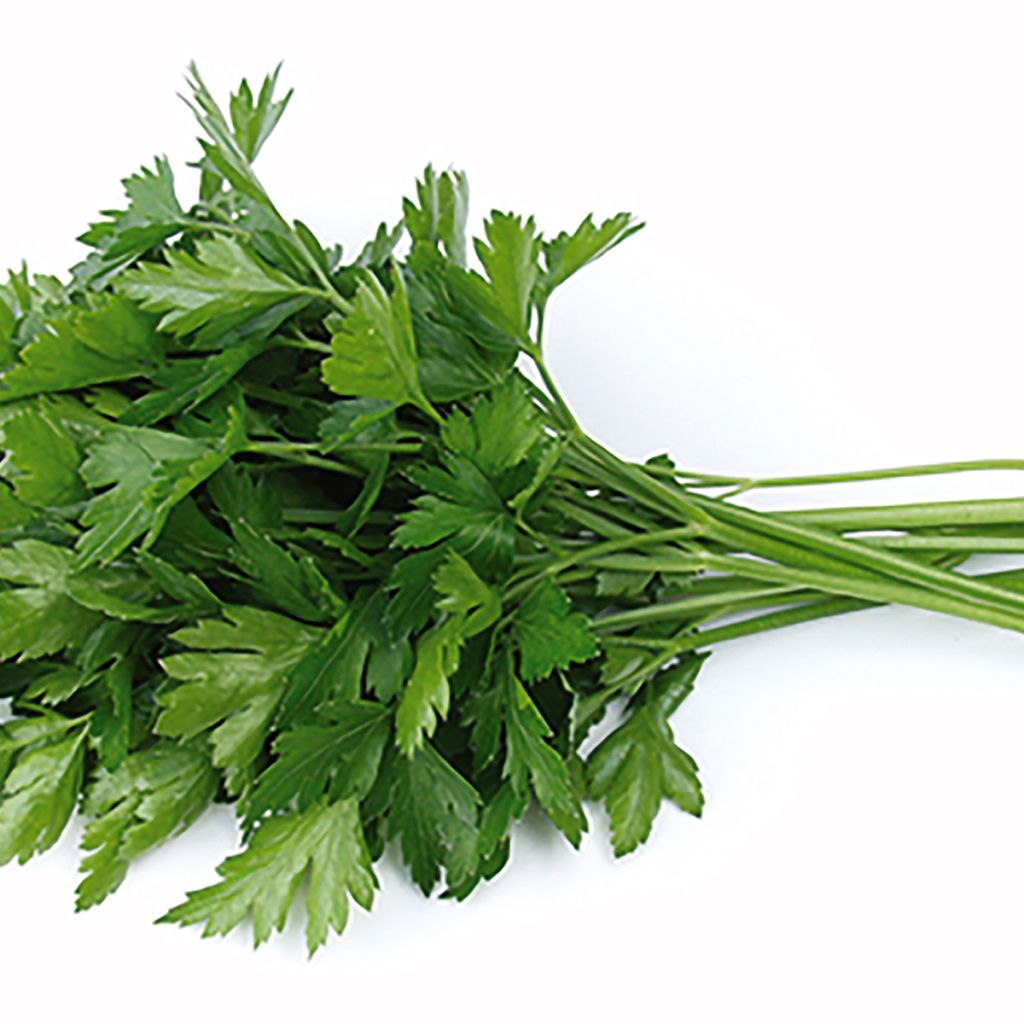 Bladpeterselie Gigante d'Italia