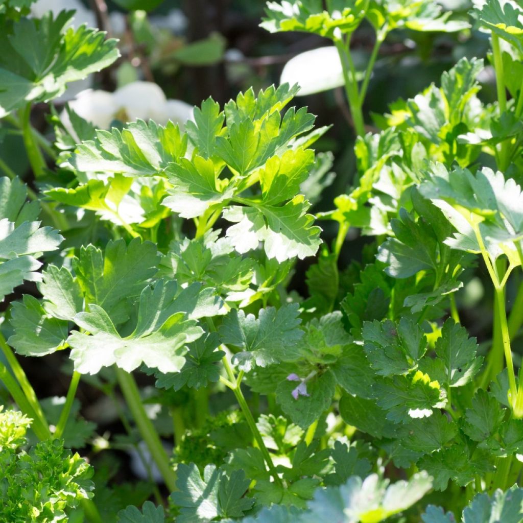 Bladpeterselie Gigante d'Italia (jonge planten)
