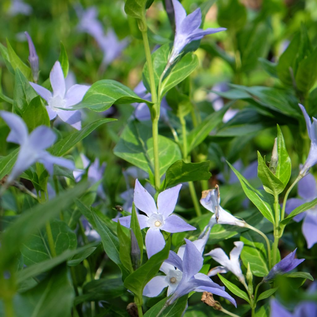 Vinca difformis - Maagdenpalm