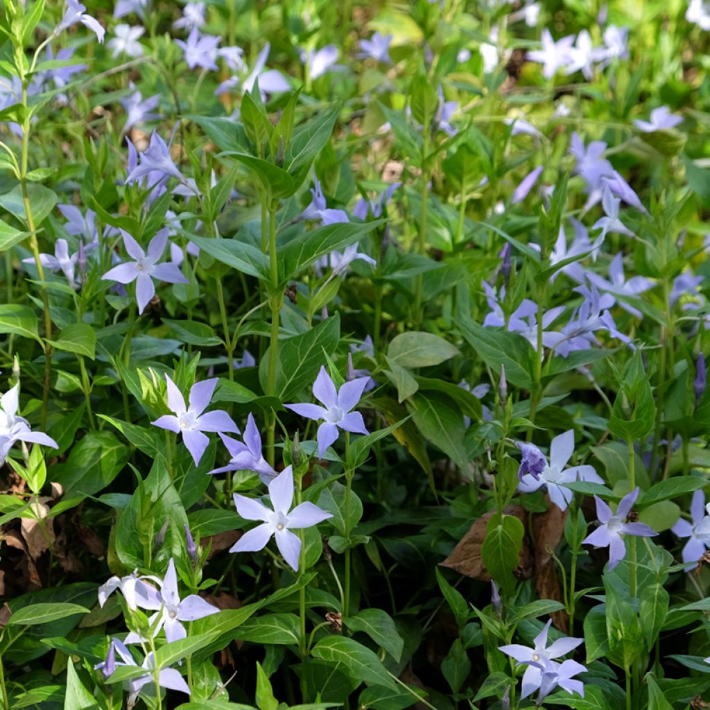 Vinca difformis - Maagdenpalm