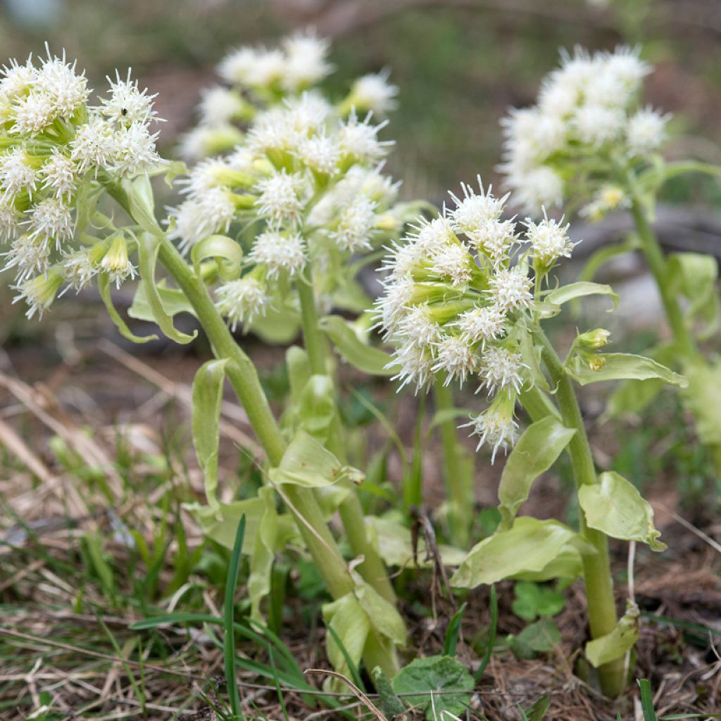 Petasites albus - Wit hoefblad