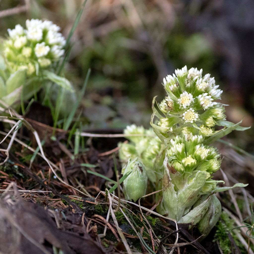 Petasites albus - Wit hoefblad