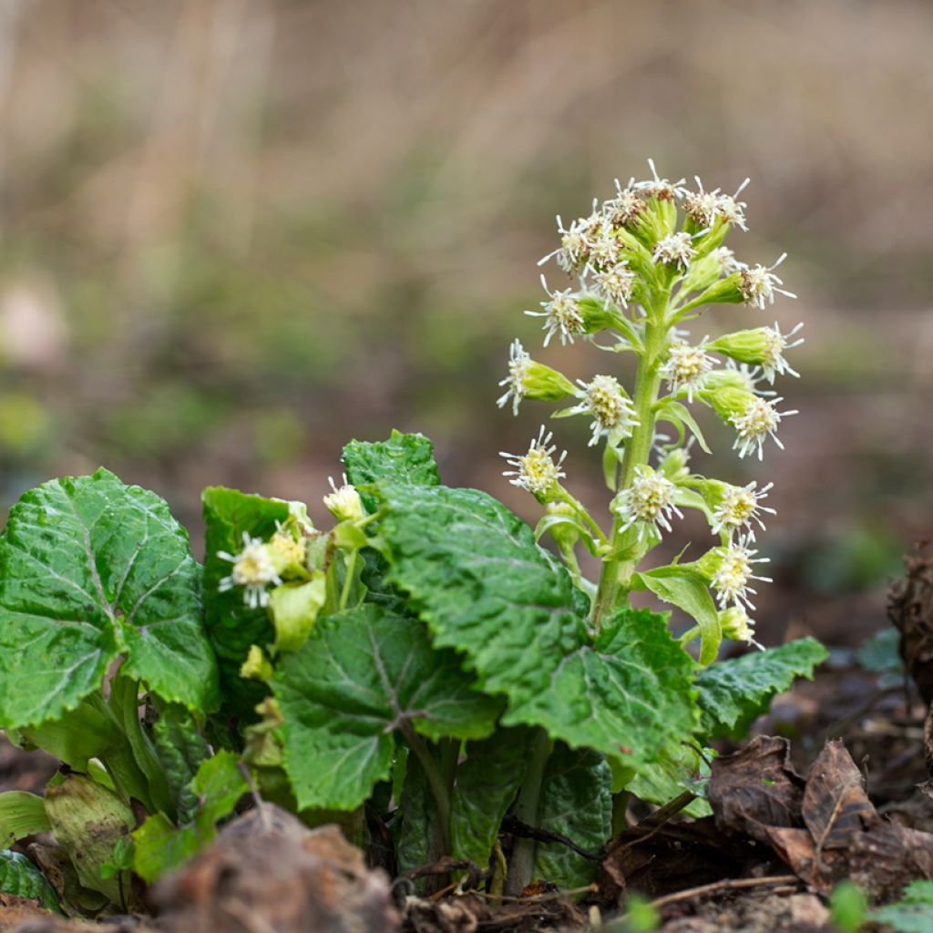 Petasites albus - Wit hoefblad