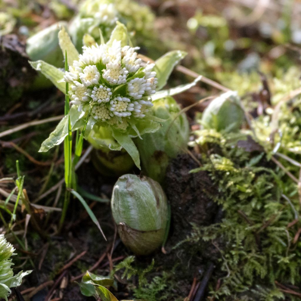 Petasites albus - Wit hoefblad