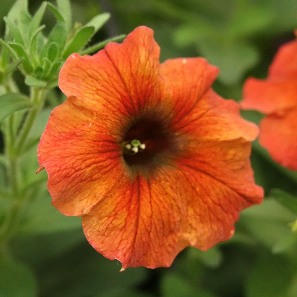 Petchoa BeautiCal Cinnamon - Calitunia