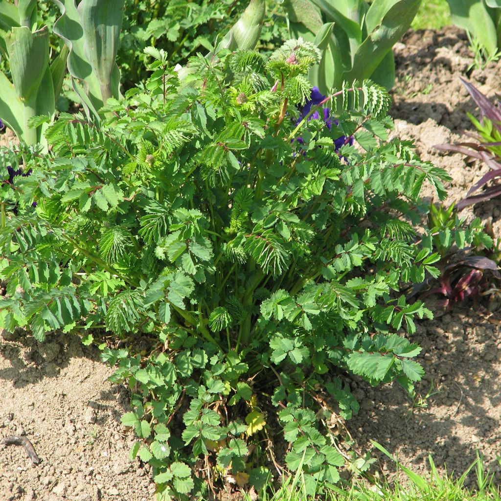 Kleine pimpernel BIO - Sanguisorba minor