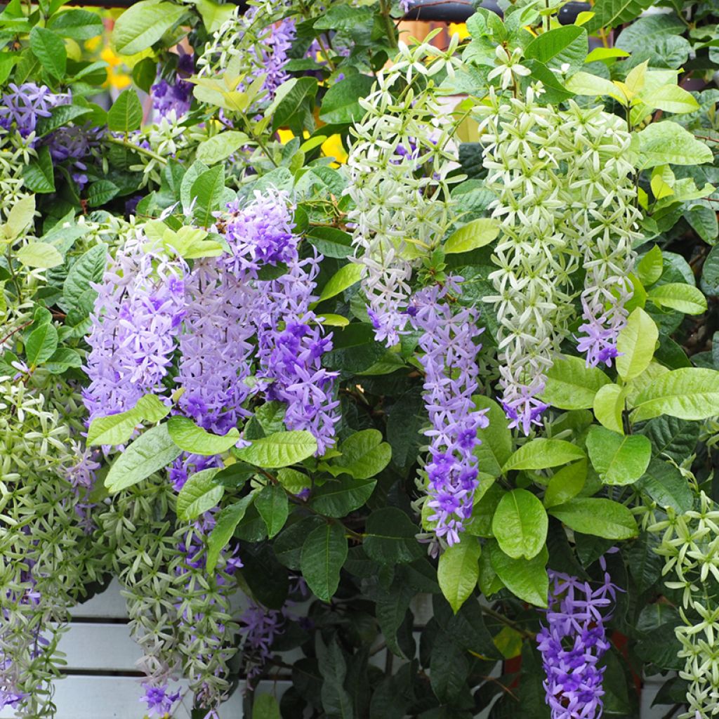 Petrea volubilis - Bloem van God