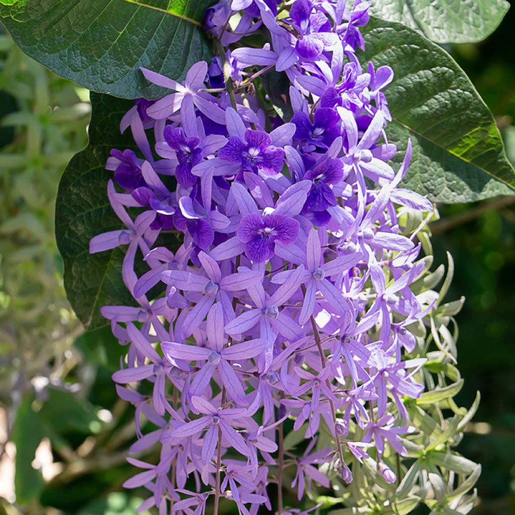 Petrea volubilis - Bloem van God