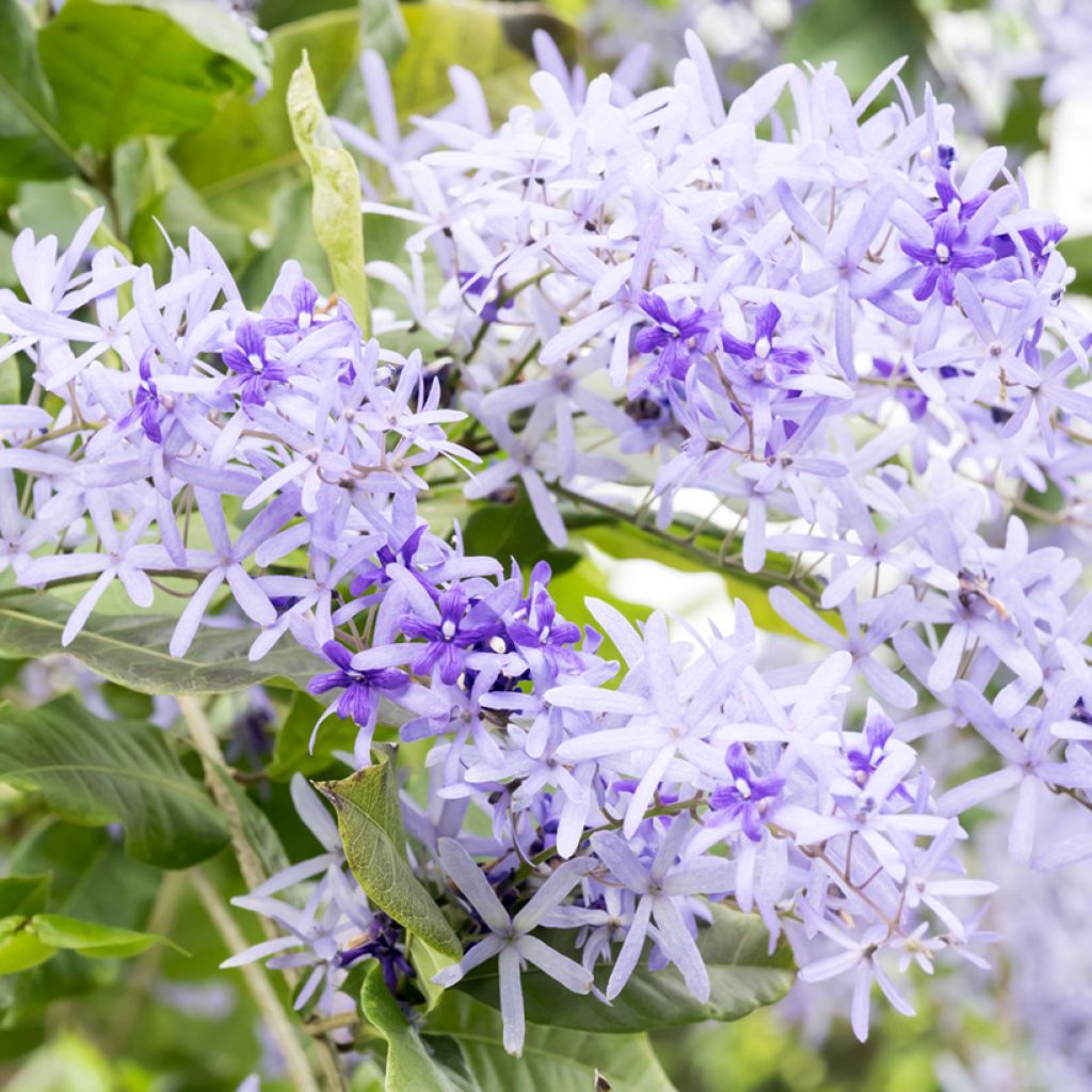 Petrea volubilis - Bloem van God