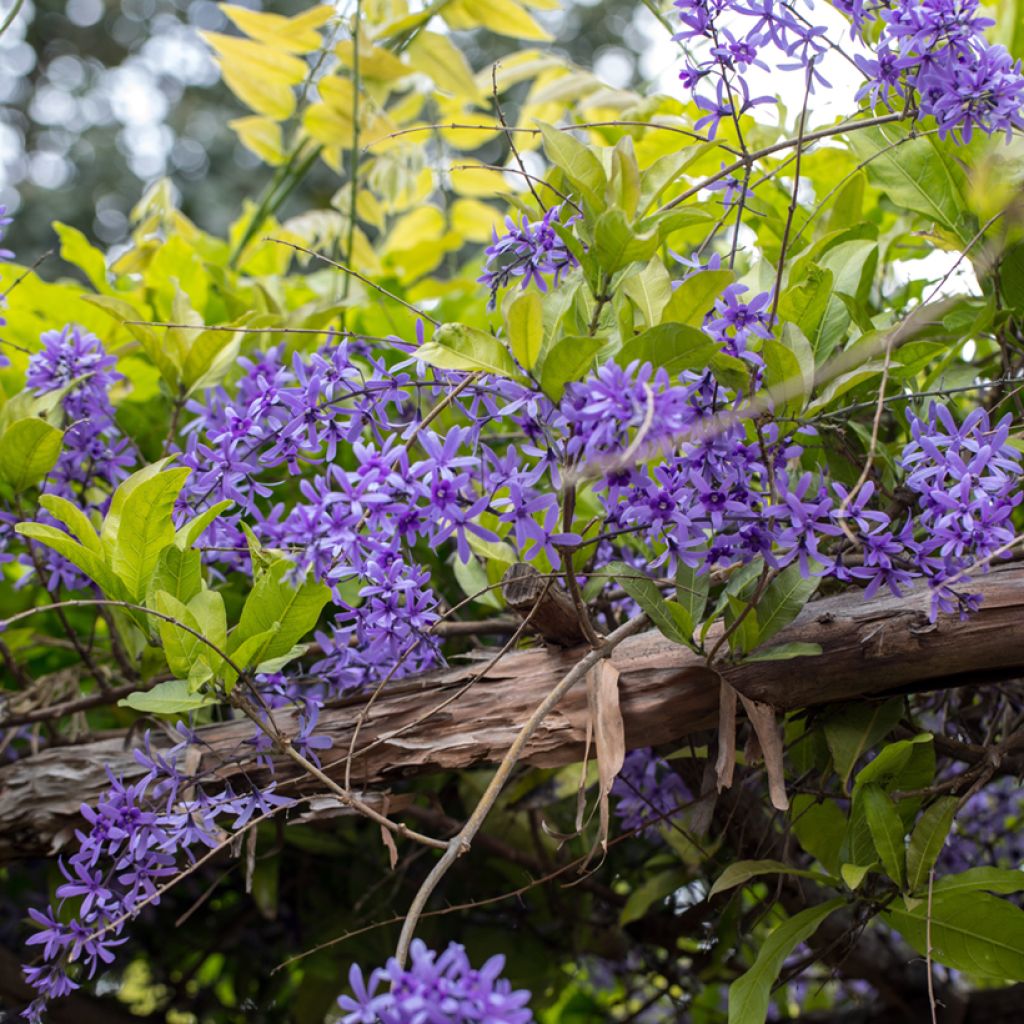 Petrea volubilis - Bloem van God