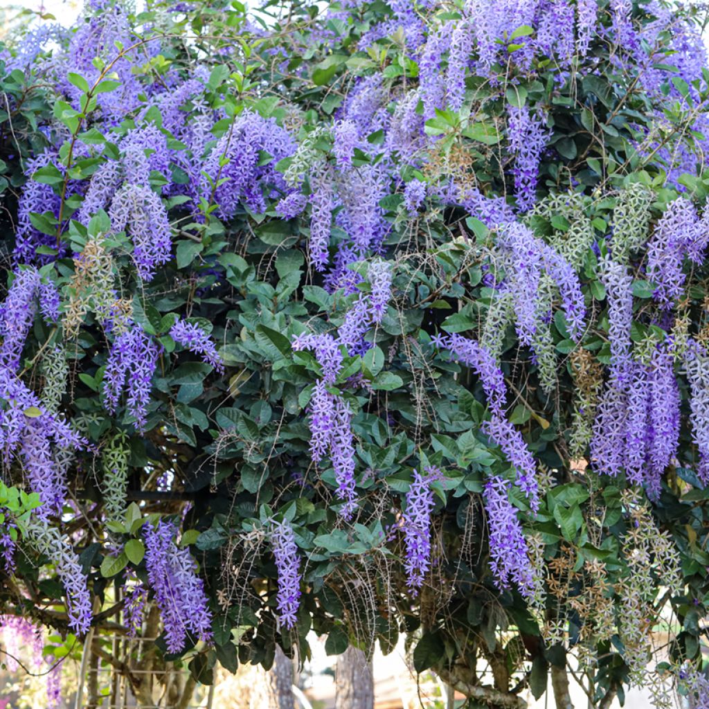 Petrea volubilis - Bloem van God