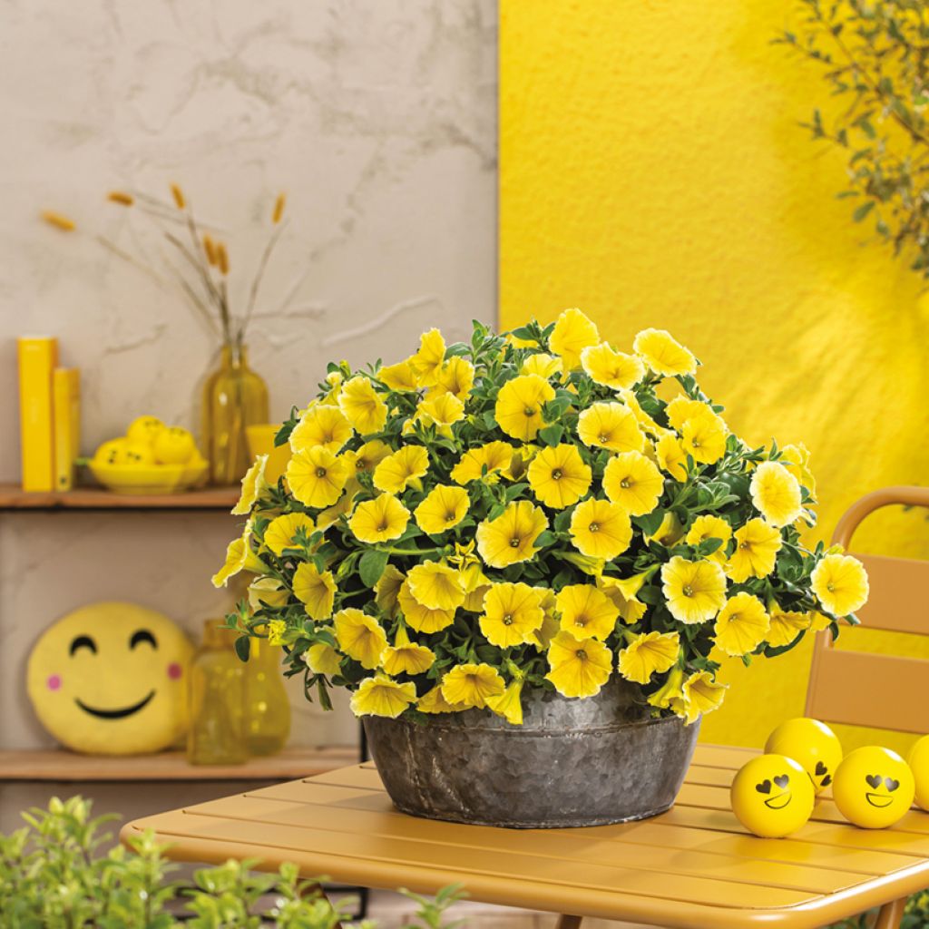 Petunia Bee's Knees - Hangpetunia