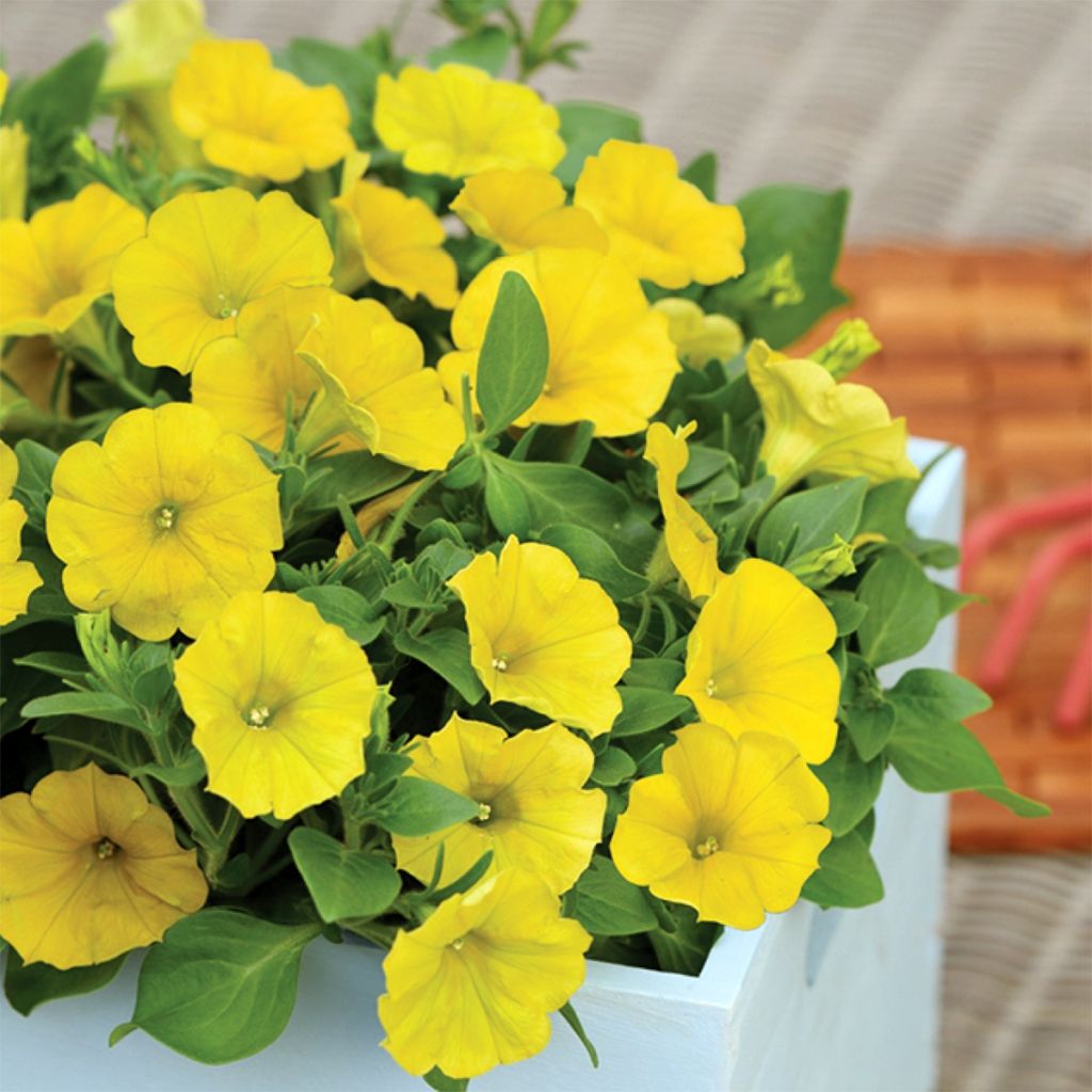 Petunia Capella Hello Yellow - Hangpetunia