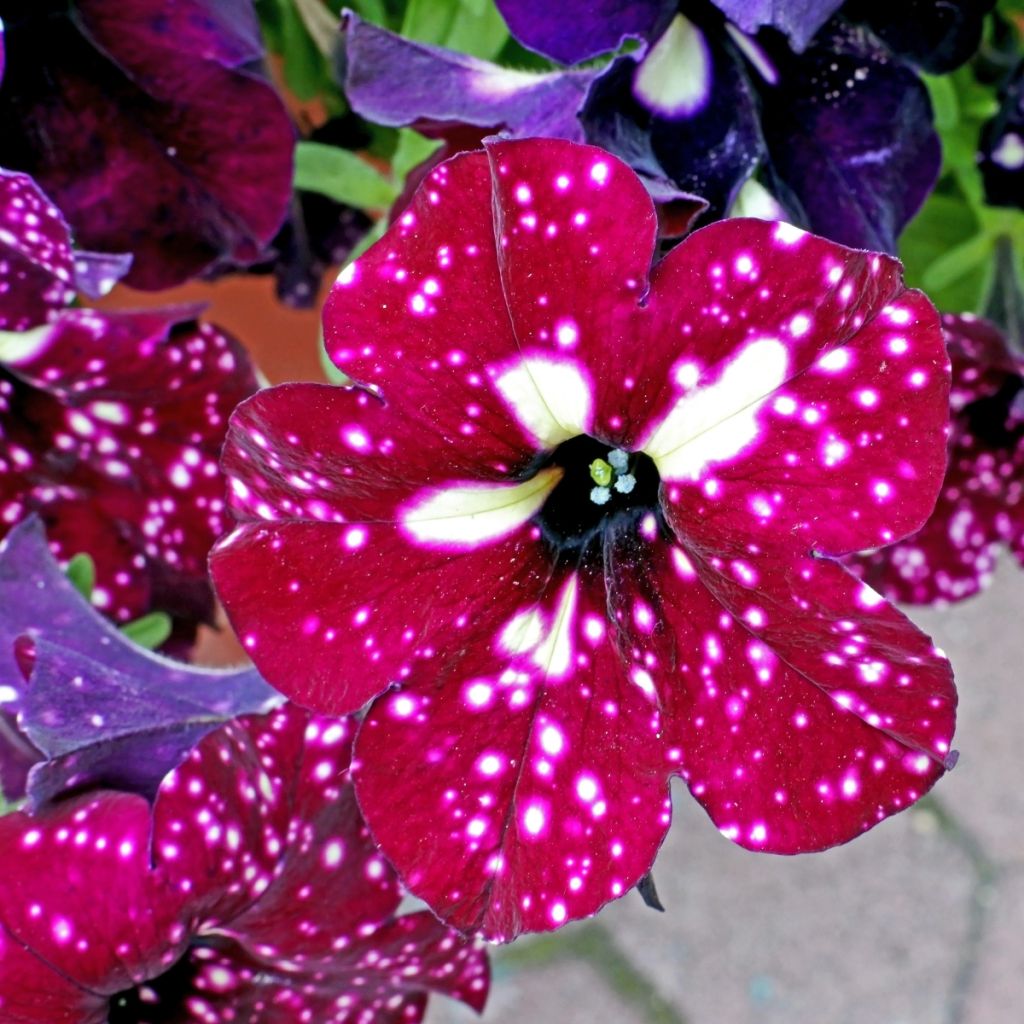 Petunia Lightning Sky - Hangpetunia