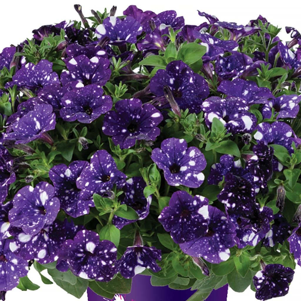 Petunia Splash Dance Bolero Blue - Hangpetunia