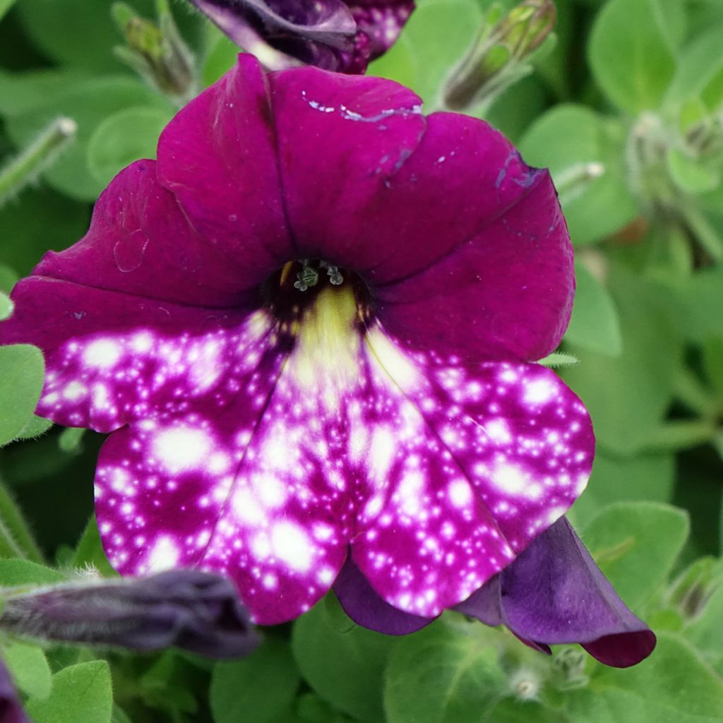 Petunia Splash Dance Magenta Mambo - Hangpetunia