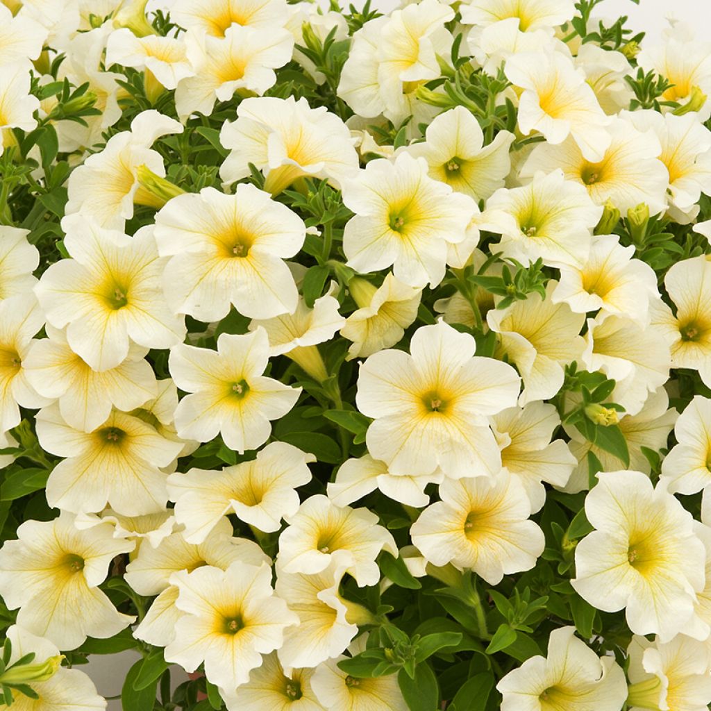 Petunia Surfinia Trailing Light Yellow - Hangpetunia