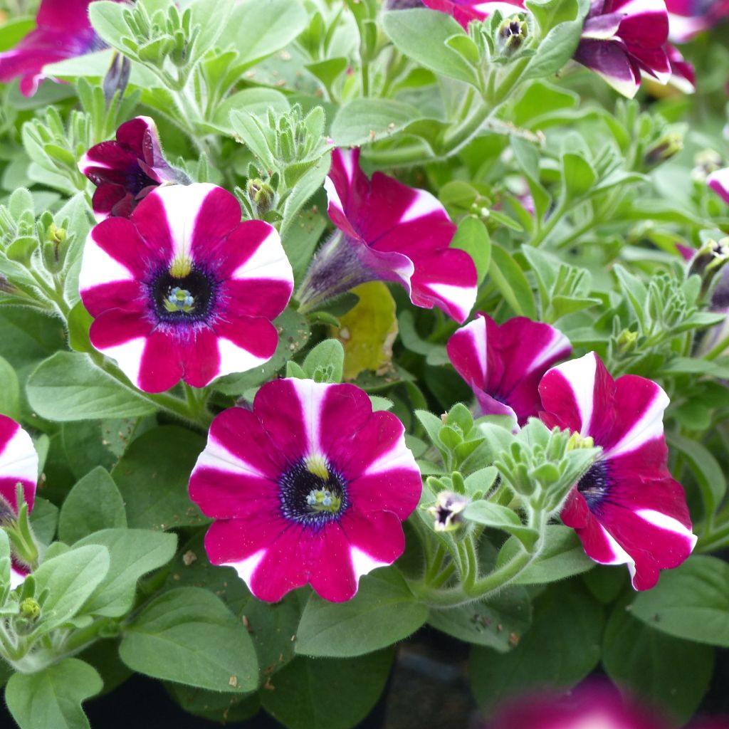 Pétunia cascadias Bicolor Cabernet