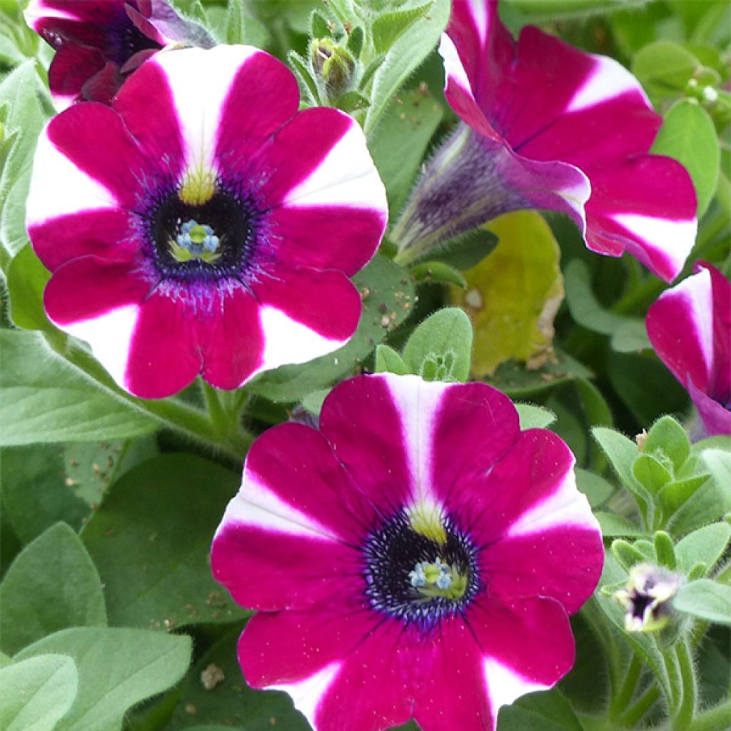 Pétunia cascadias Bicolor Cabernet