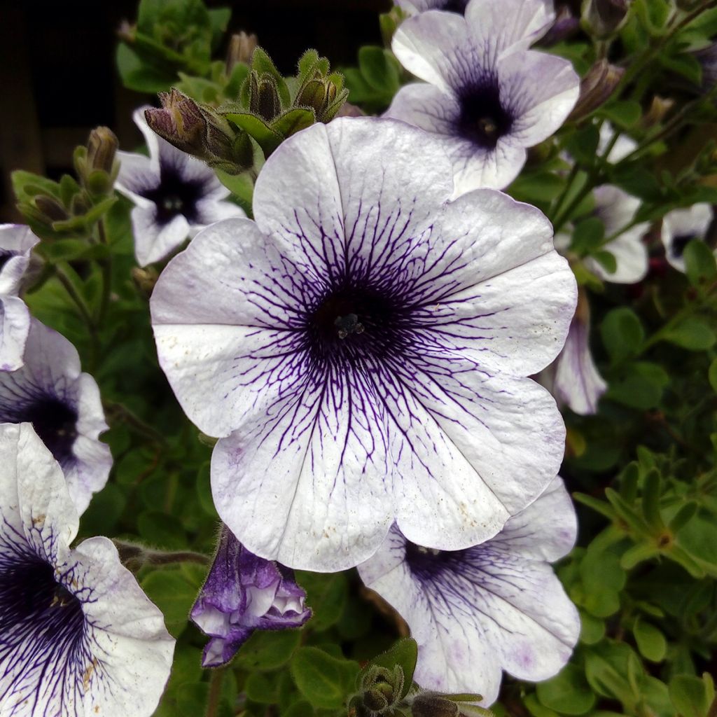 Petunia Surfinia Blue Vein - Hangpetunia
