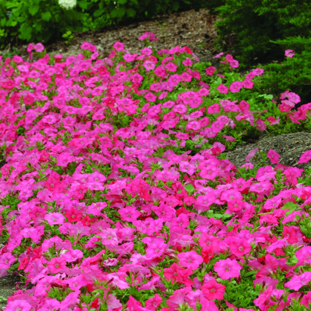 Petunia Easy Wave F1 Coral Reef (zaad) - Hangpetunia