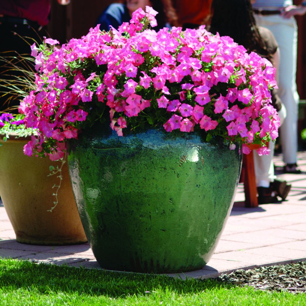 Petunia Easy Wave F1 Coral Reef (zaad) - Hangpetunia