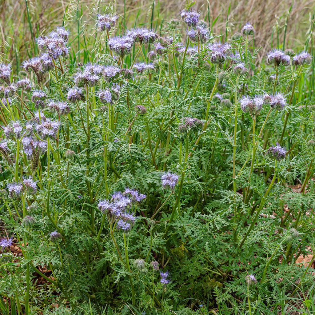 Phacelia BIO groenbemester - Phacelia tanacetifolia