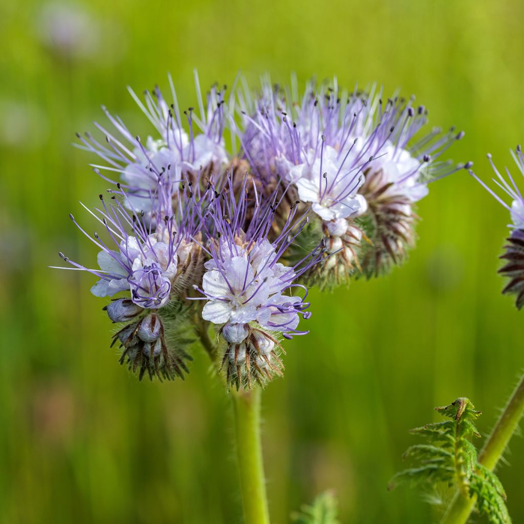 Phacelia BIO groenbemester - Phacelia tanacetifolia