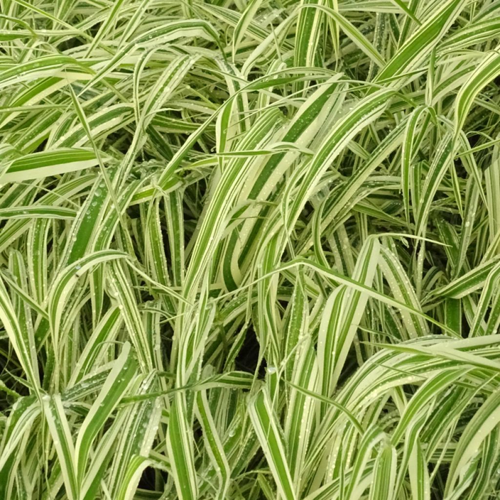 Phalaris arundinacea Picta - Rietgras