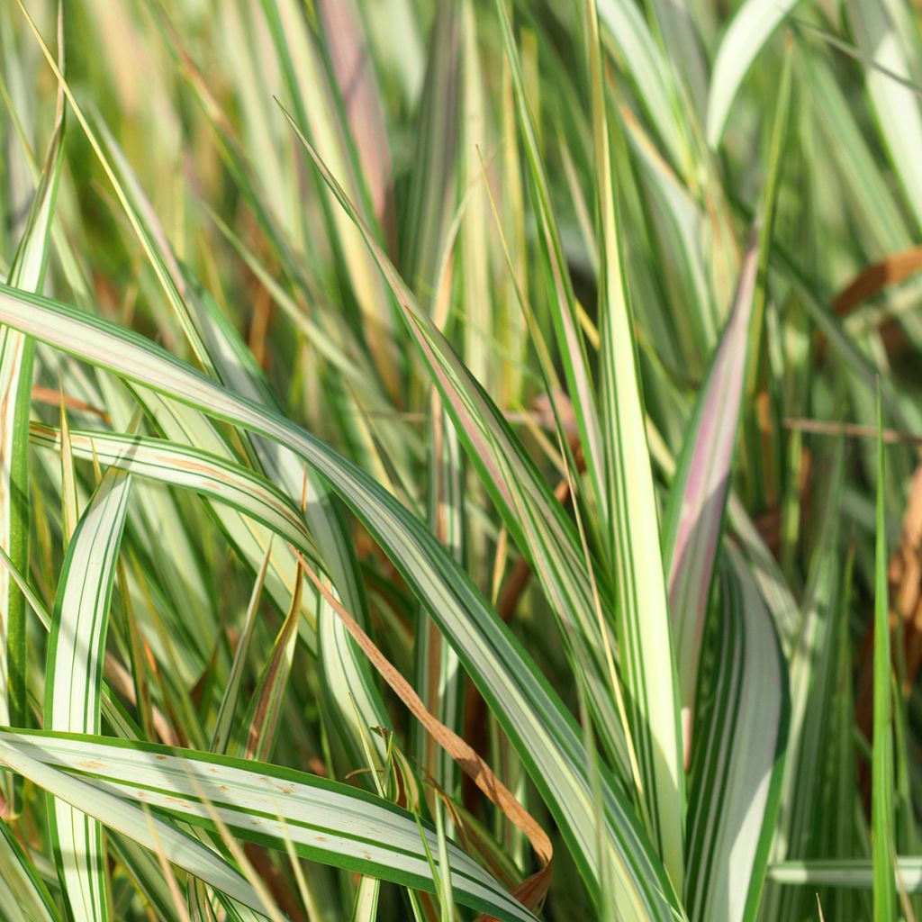 Phalaris arundinacea Strawberry and Cream - Rietgras