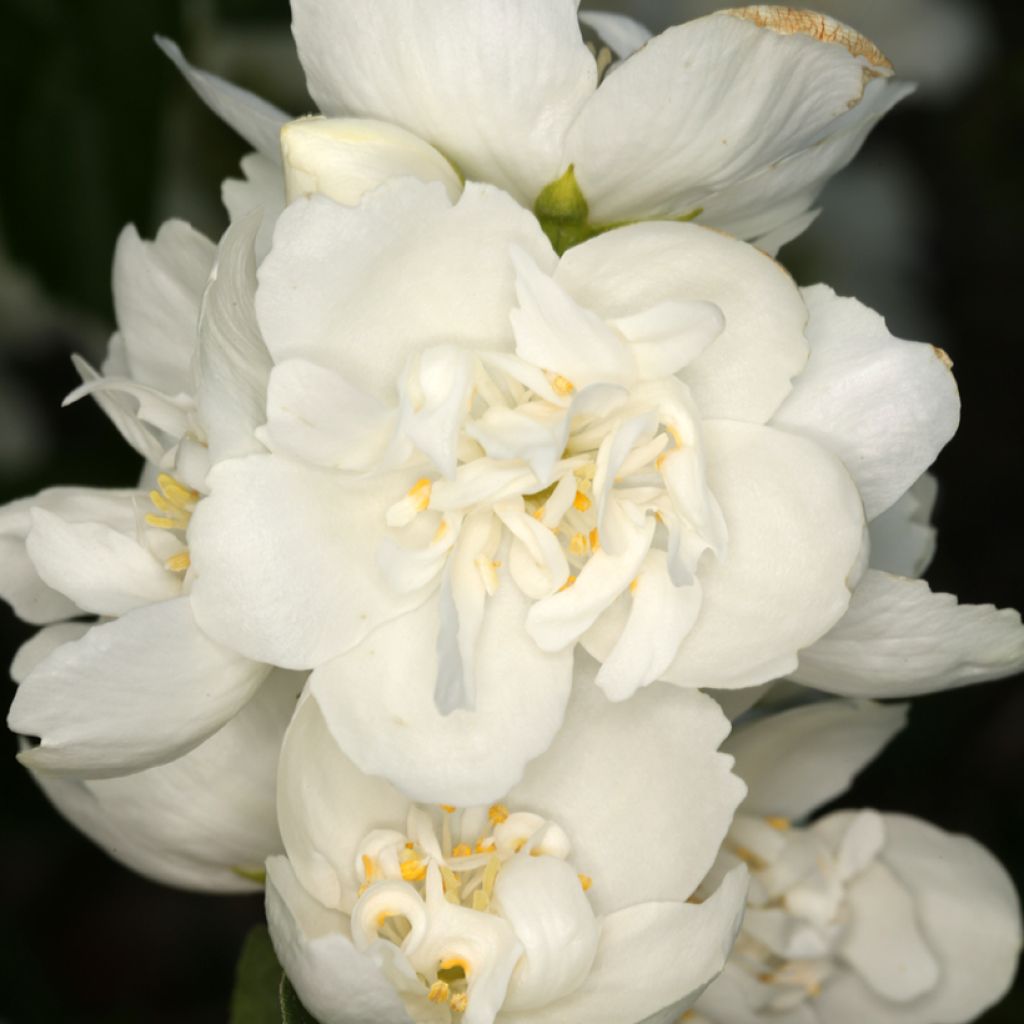 Philadelphus coronarius Justynka - Boerenjasmijn