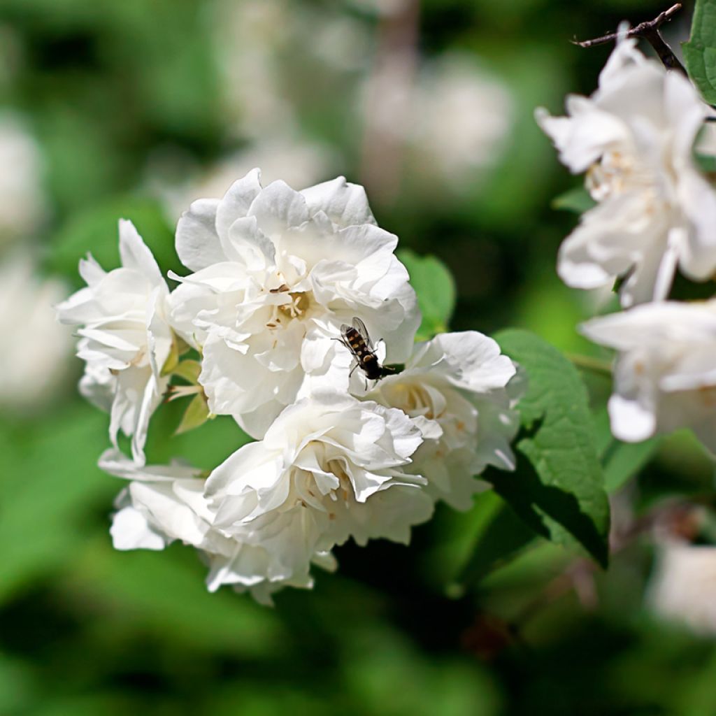 Philadelphus Virginal - Boerenjasmijn