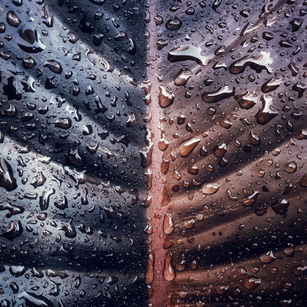 Philodendron Black Cardinal