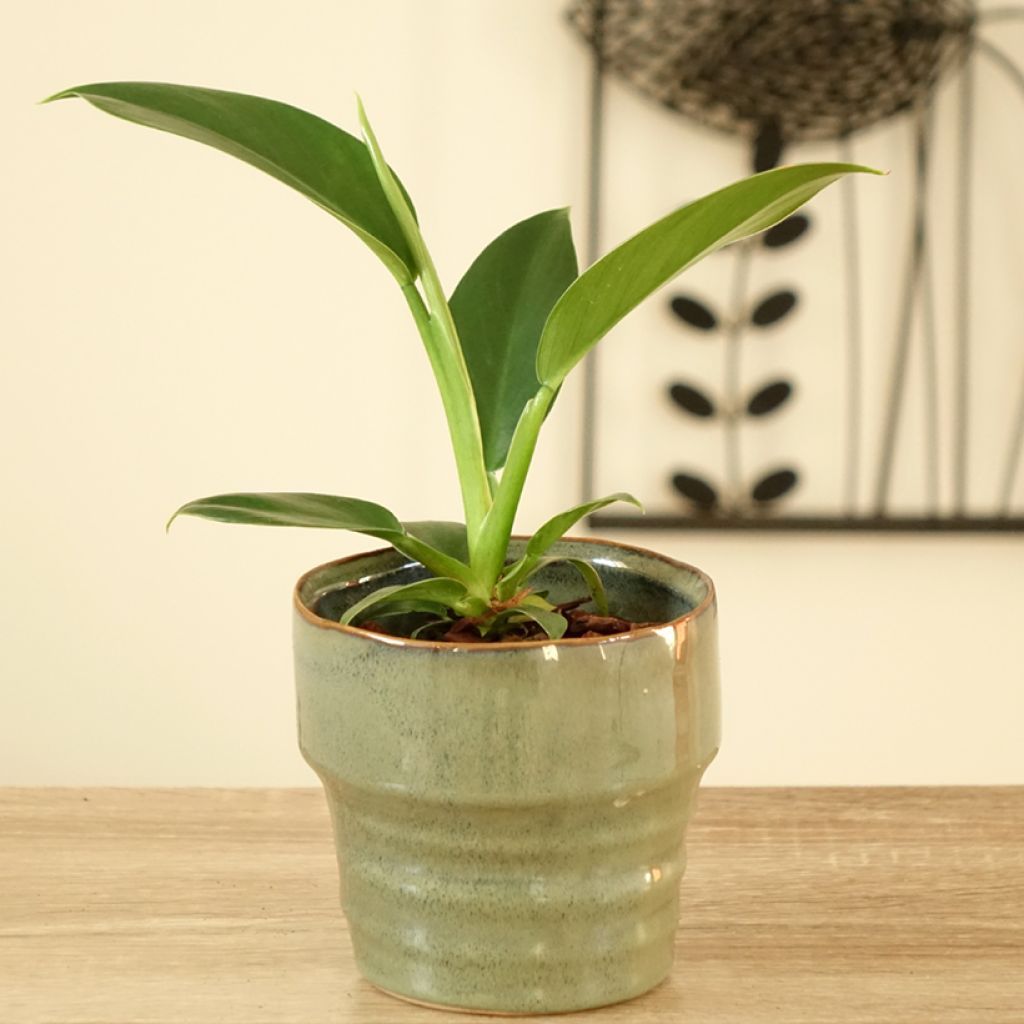 Philodendron Imperial Green