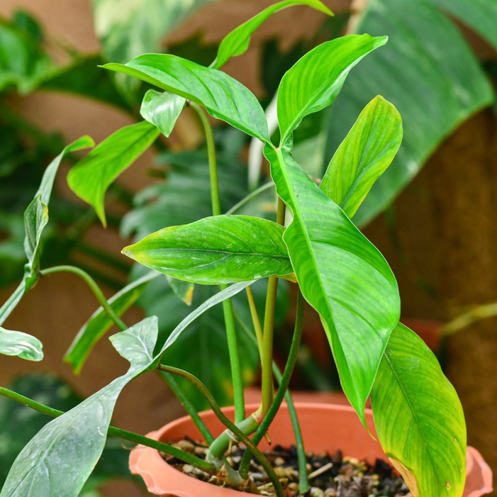 Philodendron joepii