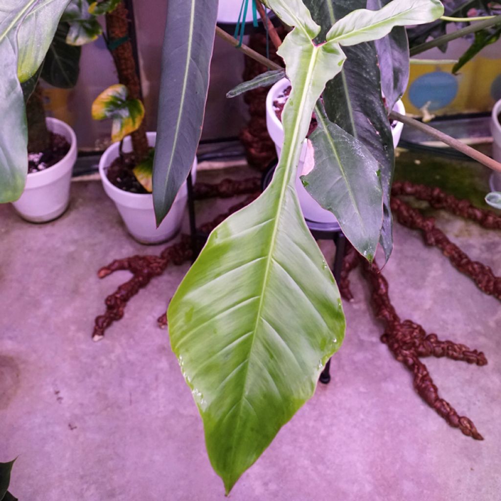 Philodendron joepii
