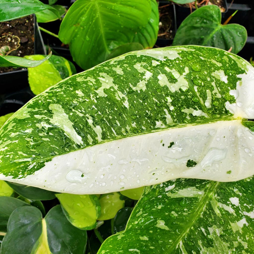 Philodendron Jose Bueno