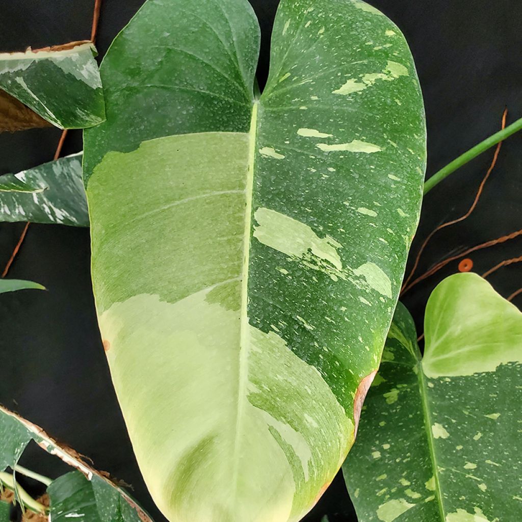 Philodendron Jose Buono