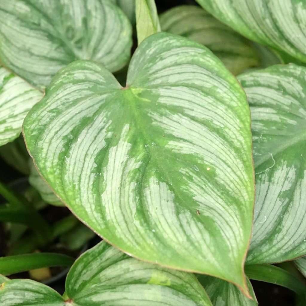 Philodendron McDowell